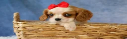 Cavalier King Charles Spaniel dogs for sale:  Nugget🐾 - Ad 5
