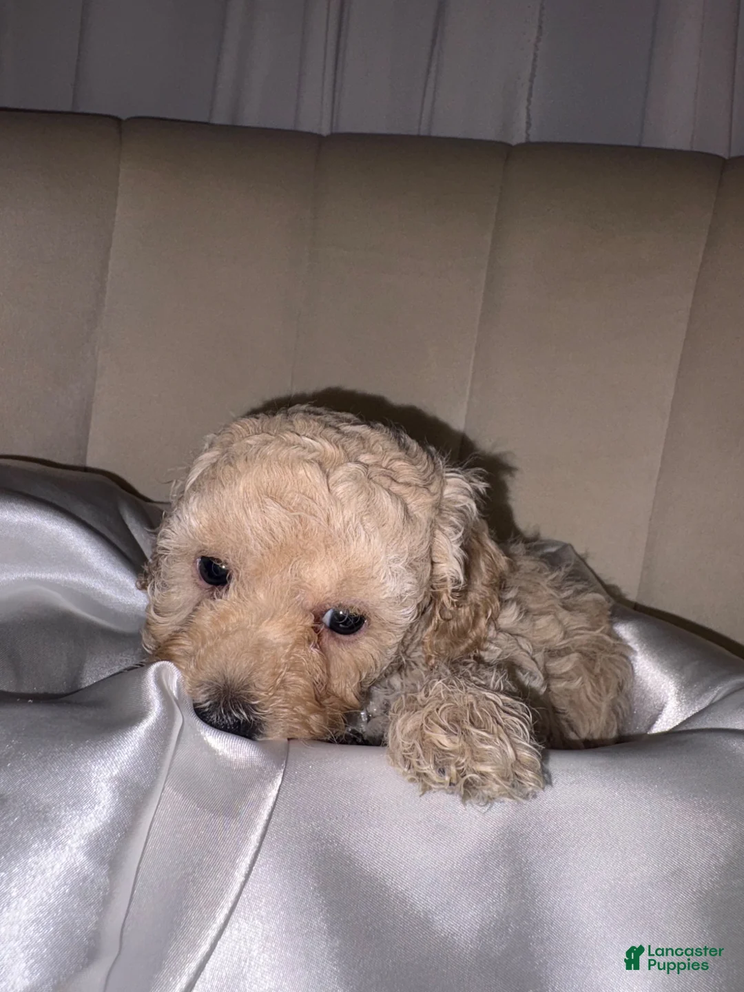 Toy Poodle dogs for sale: Toy Poodle Puppy 4 - Ad 2