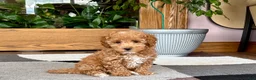 Maltipoo dogs for sale: Maltipoo 2 - Ad 4
