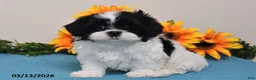 Shih Tzu dogs for sale: Rex - Ad 4
