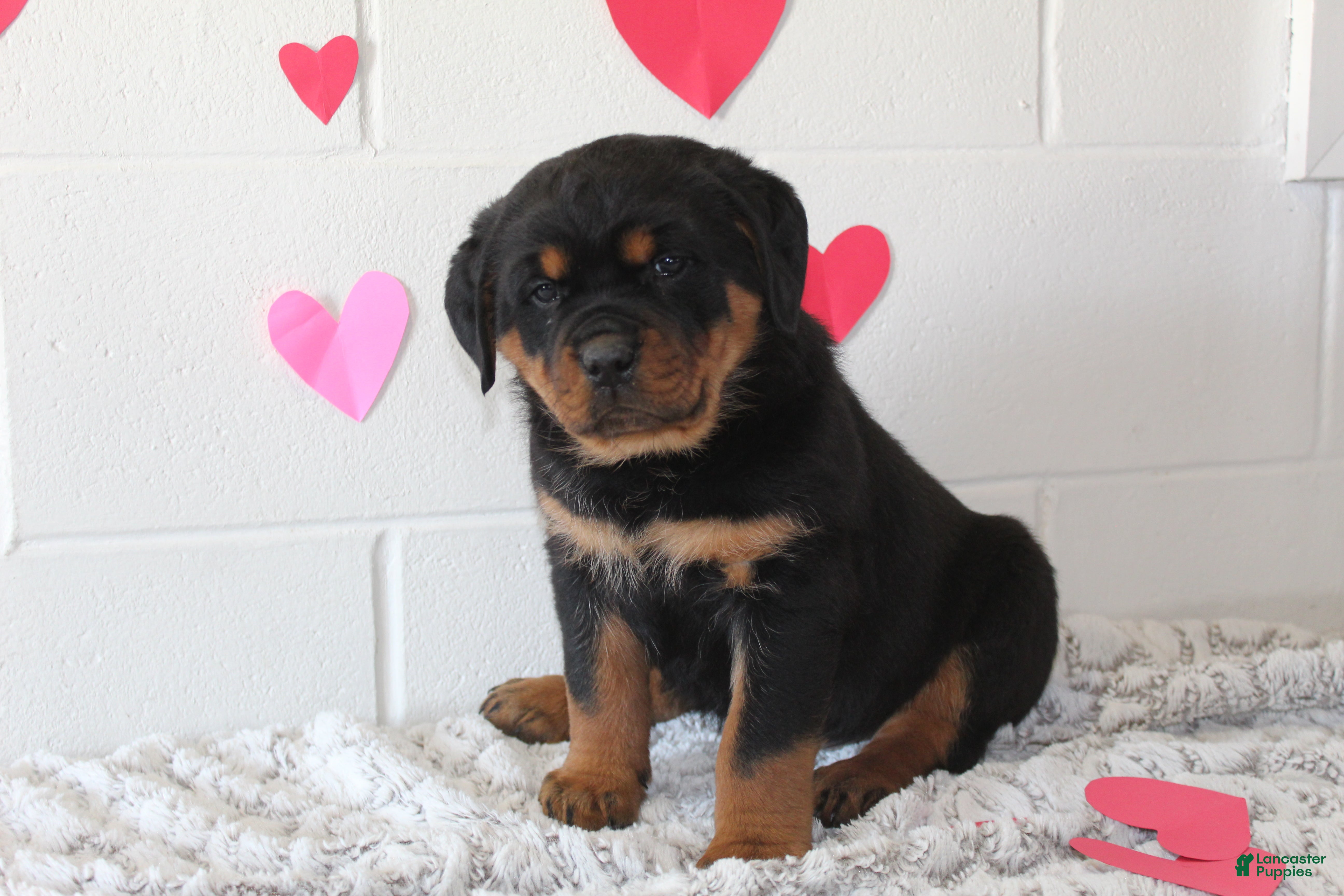 Rottweiler dogs Rottweiler Puppy 3 - Ad 3
