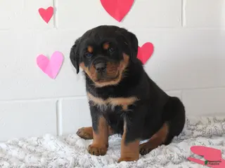 Rottweiler dogs Rottweiler Puppy 3 - Ad 3