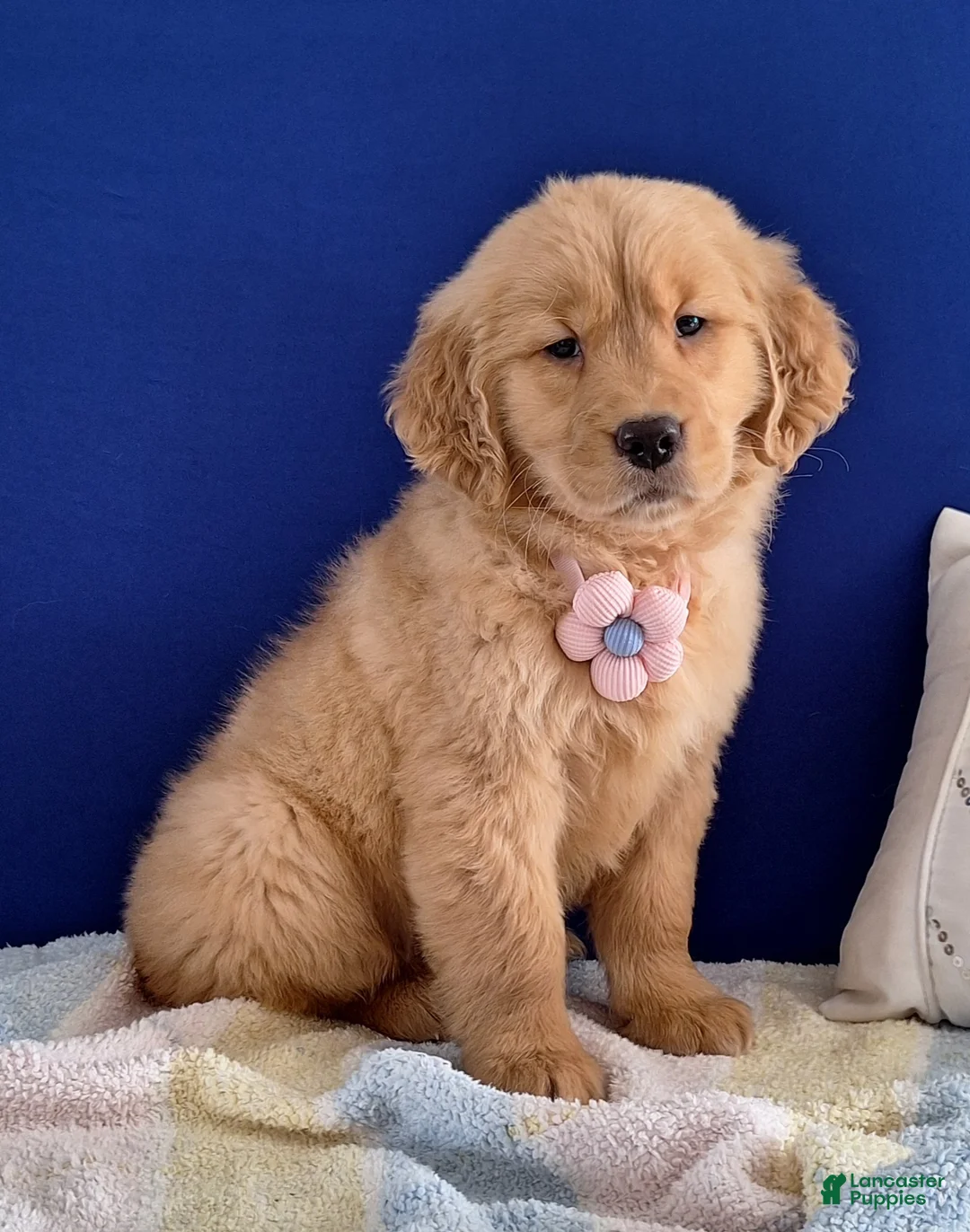 Golden Retriever dogs for sale: Wanda - Ad 3