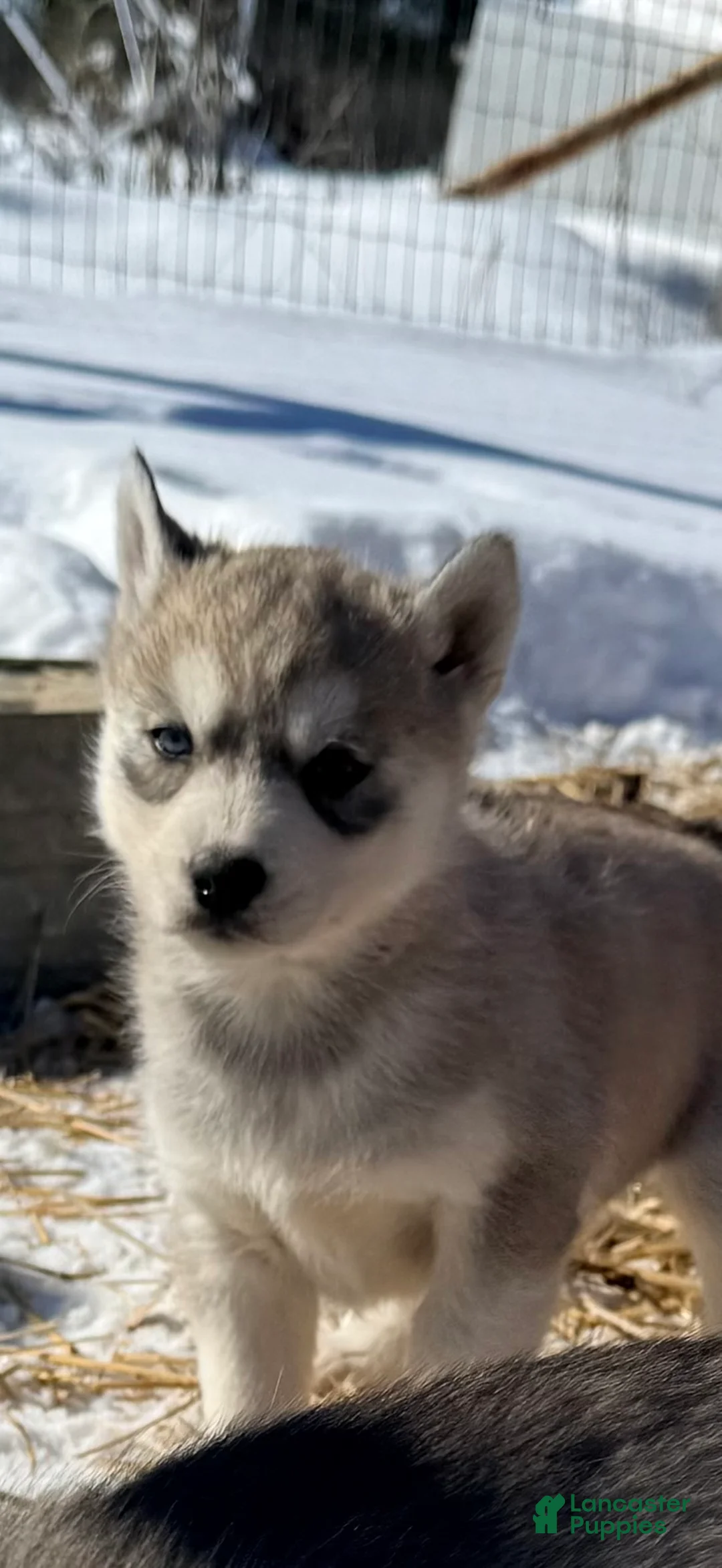 Siberian Husky dogs for sale: Sadie - Ad 3