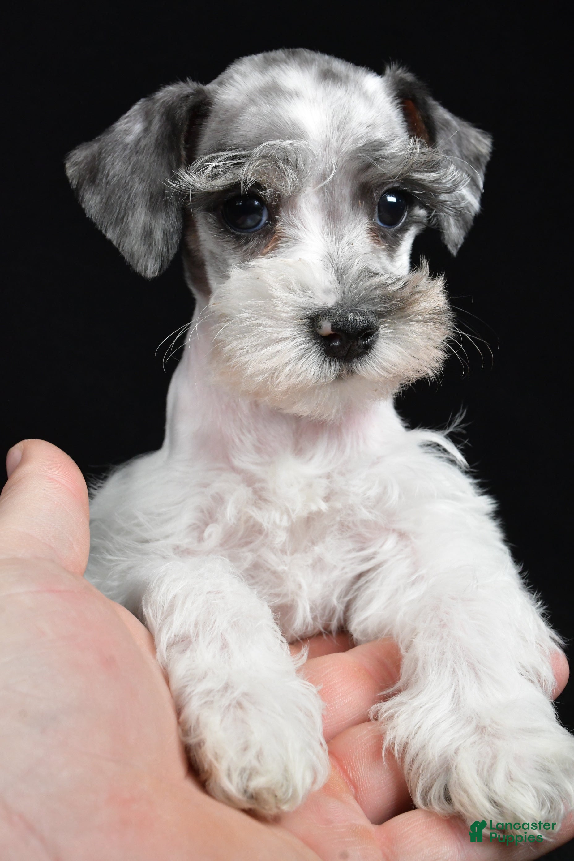 Schnoodle dogs Myla - Ad 2
