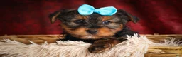 Yorkshire Terrier dogs for sale: DEXTER - Ad 10
