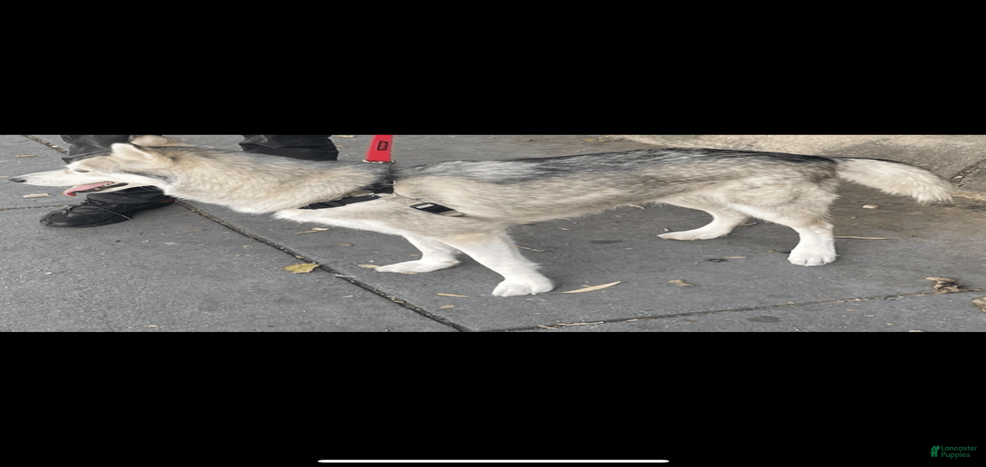 Gallery Image {{count}}