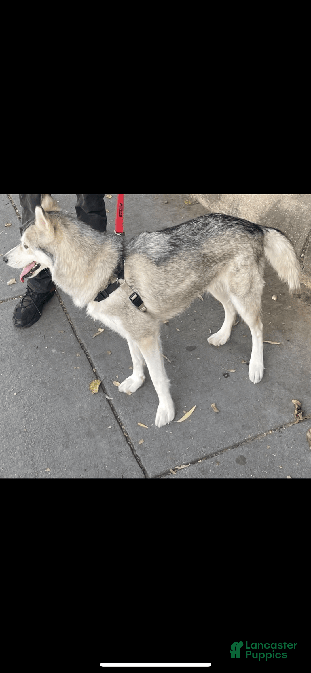 Gallery Image {{count}}