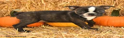 Boston Terrier dogs for sale: Roger - Ad 3
