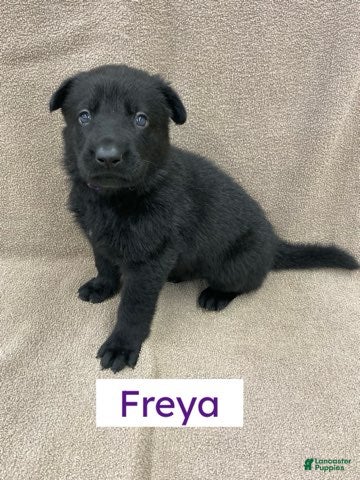 German Shepherd dogs German Shepherd (Freya) - Ad 1