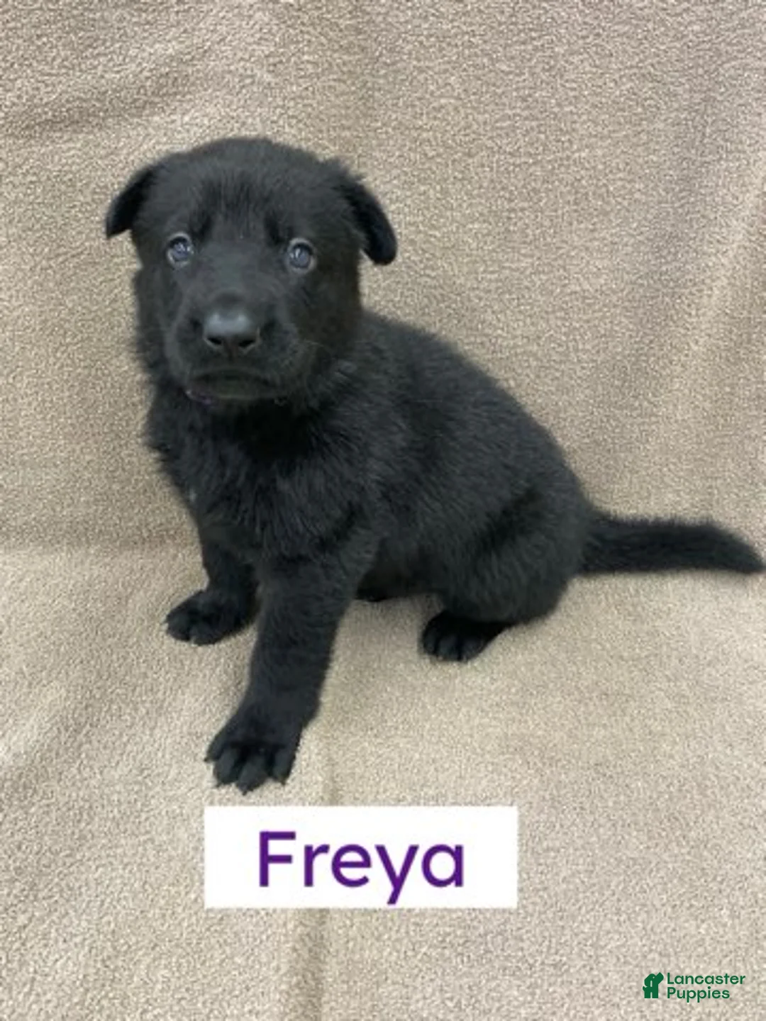 German Shepherd dogs for sale: German Shepherd (Freya) - Ad 1