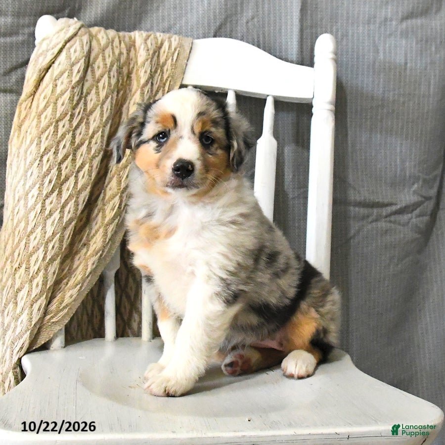 Miniature Australian Shepherd dogs for sale: Tassel - Ad 1