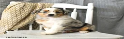 Miniature Australian Shepherd dogs for sale: Tassel - Ad 1