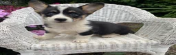 Welsh Corgi Pembroke dogs for sale: Jazzy - Ad 1