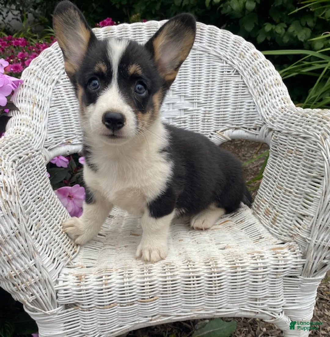 Welsh Corgi Pembroke dogs for sale: Jazzy - Ad 1