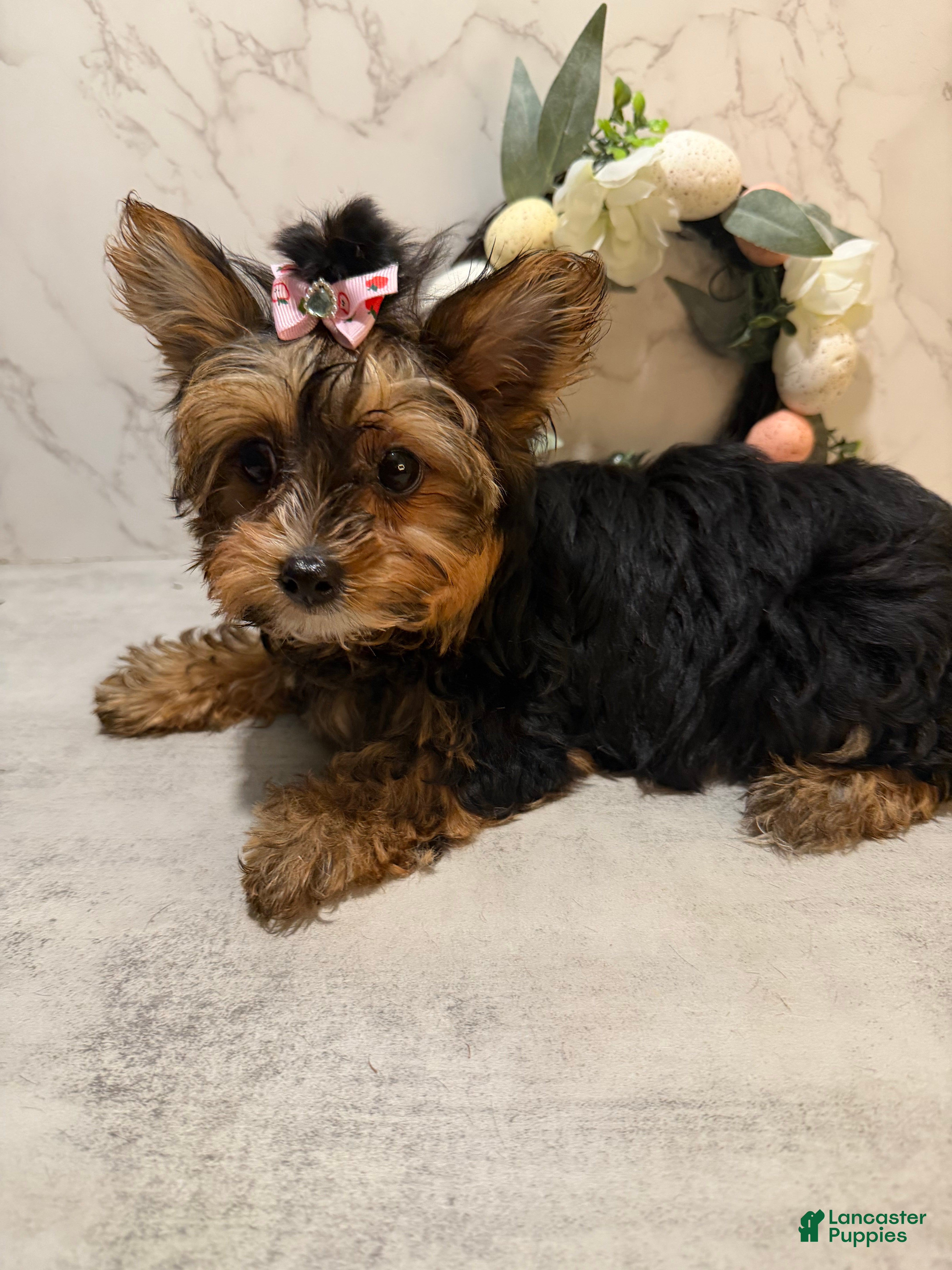Yorkshire Terrier dogs Billy Rae - Ad 2