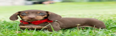 Hawtdog