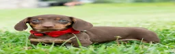 Miniature Dachshund dogs for sale: Hawtdog - Ad 1