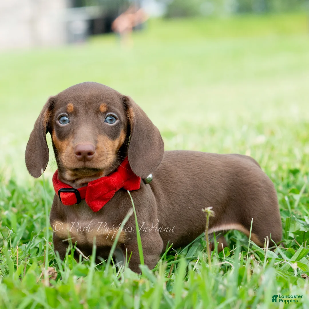Miniature Dachshund dogs for sale: Hawtdog - Ad 1