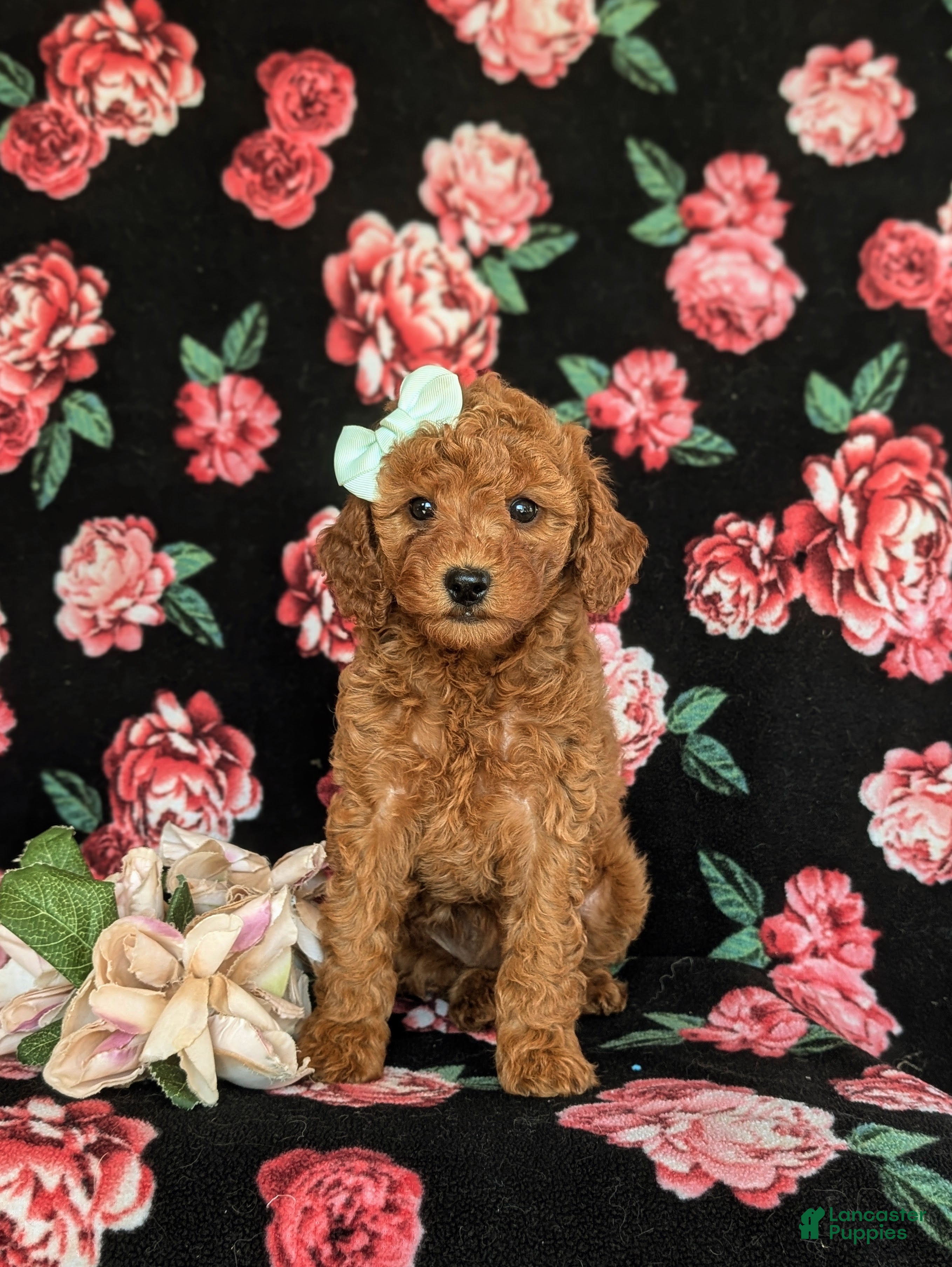 Cavapoo dogs for sale: Jody Hypoallergenic - Ad 2