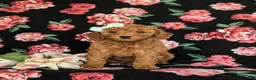 Cavapoo dogs for sale: Jody Hypoallergenic - Ad 2