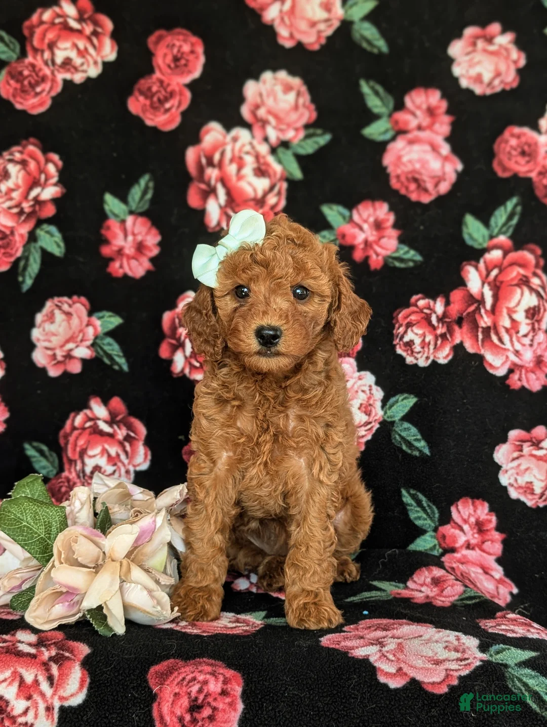 Cavapoo dogs for sale: Jody Hypoallergenic - Ad 2