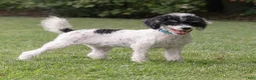 Miniature Poodle dogs for sale: Spike Miniature Poodle  - Ad 4