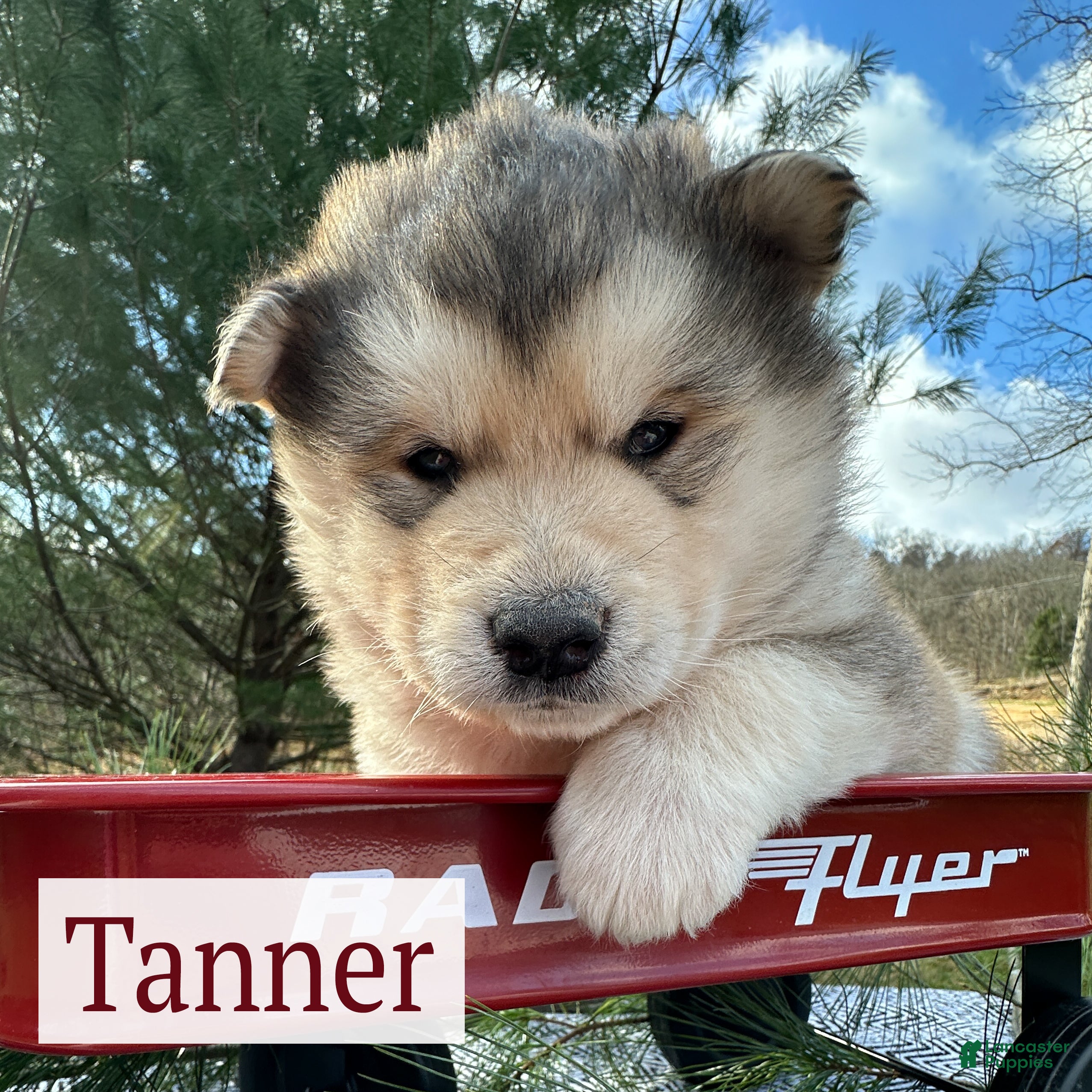 Alaskan Malamute dogs Tanner - Ad 3