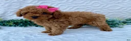 Miniature Poodle dogs for sale: Maggie - Ad 2