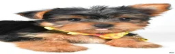 Yorkshire Terrier dogs for sale: Robby - Ad 5