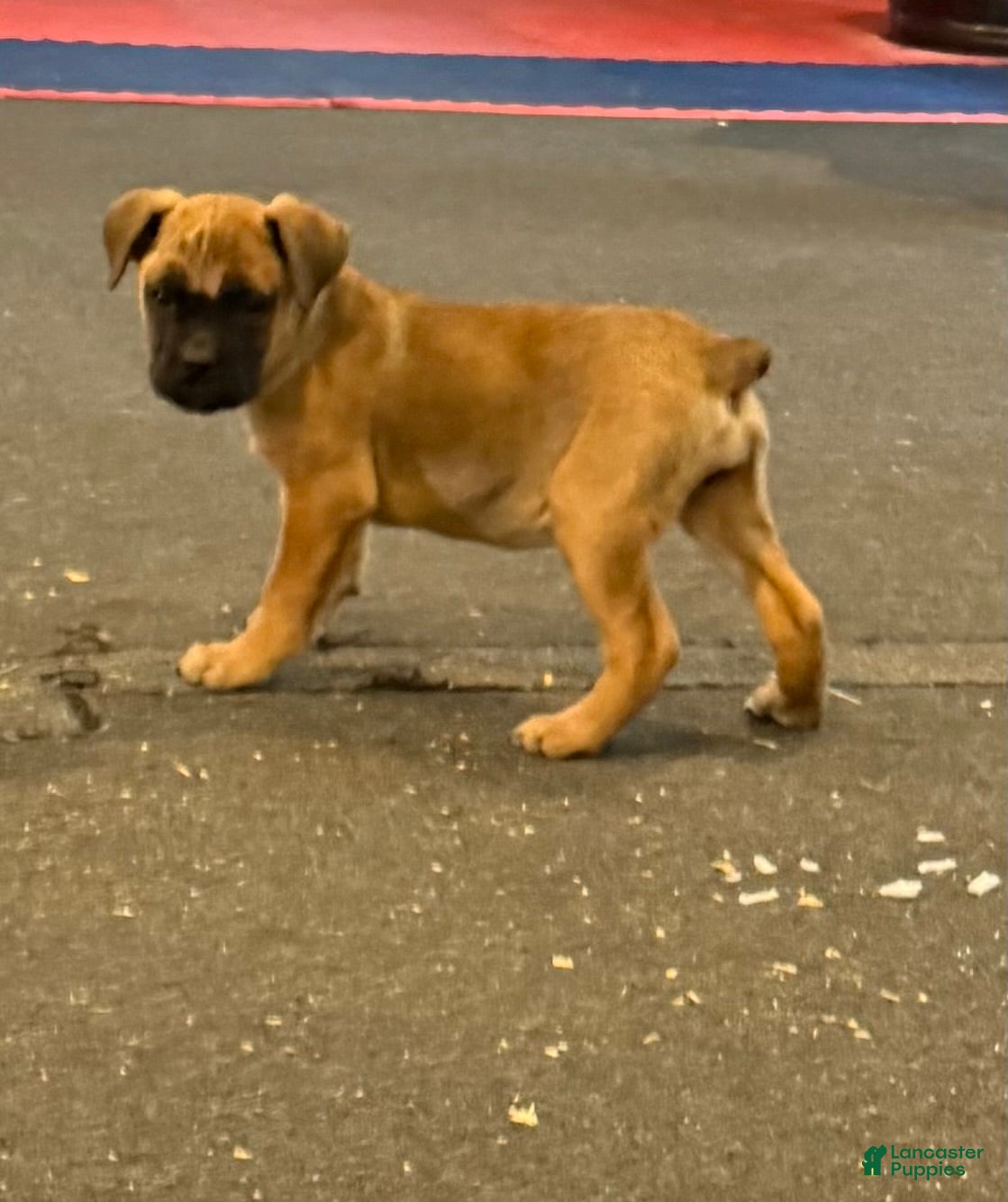 Cane Corso dogs Cane Corso Puppy 3 princess - Ad 37