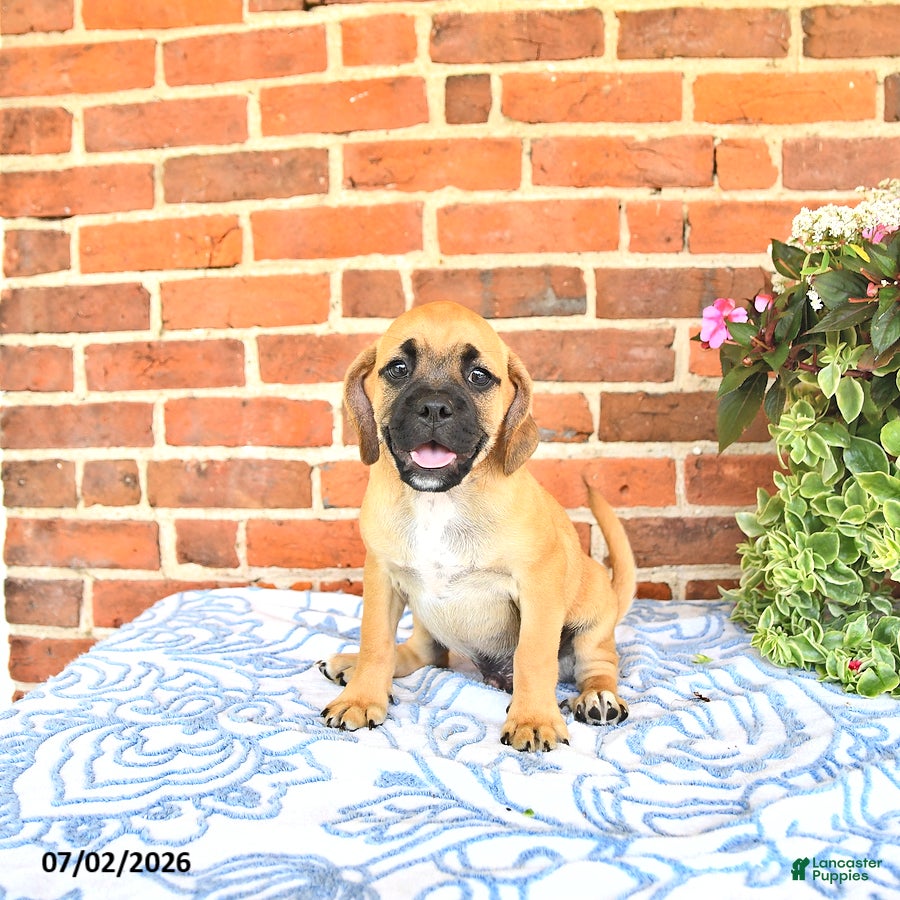 Puggle dogs Robbie - Ad 2