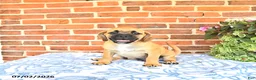 Puggle dogs for sale: Robbie - Ad 2