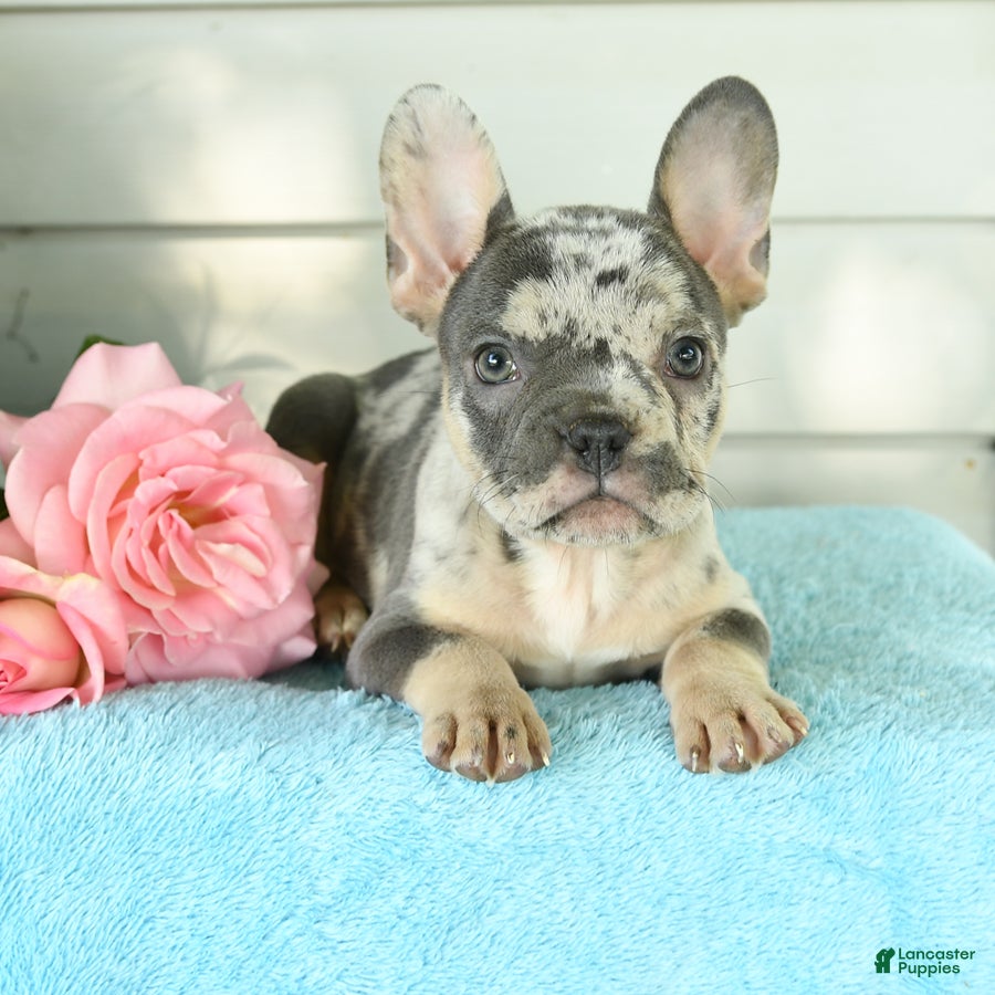French Bulldog dogs Pearl - Ad 2