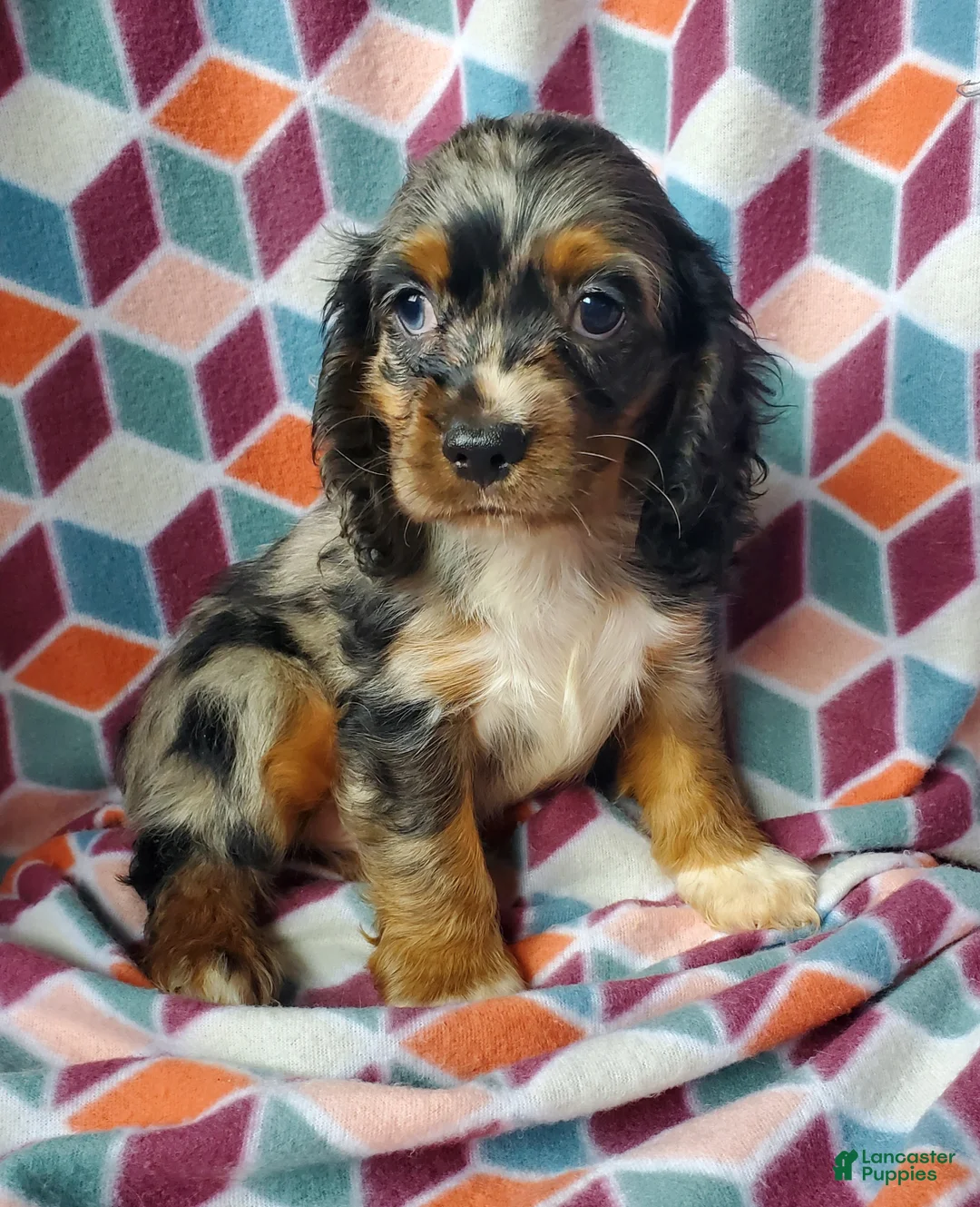 Cocker Spaniel dogs for sale: Silas - Ad 1