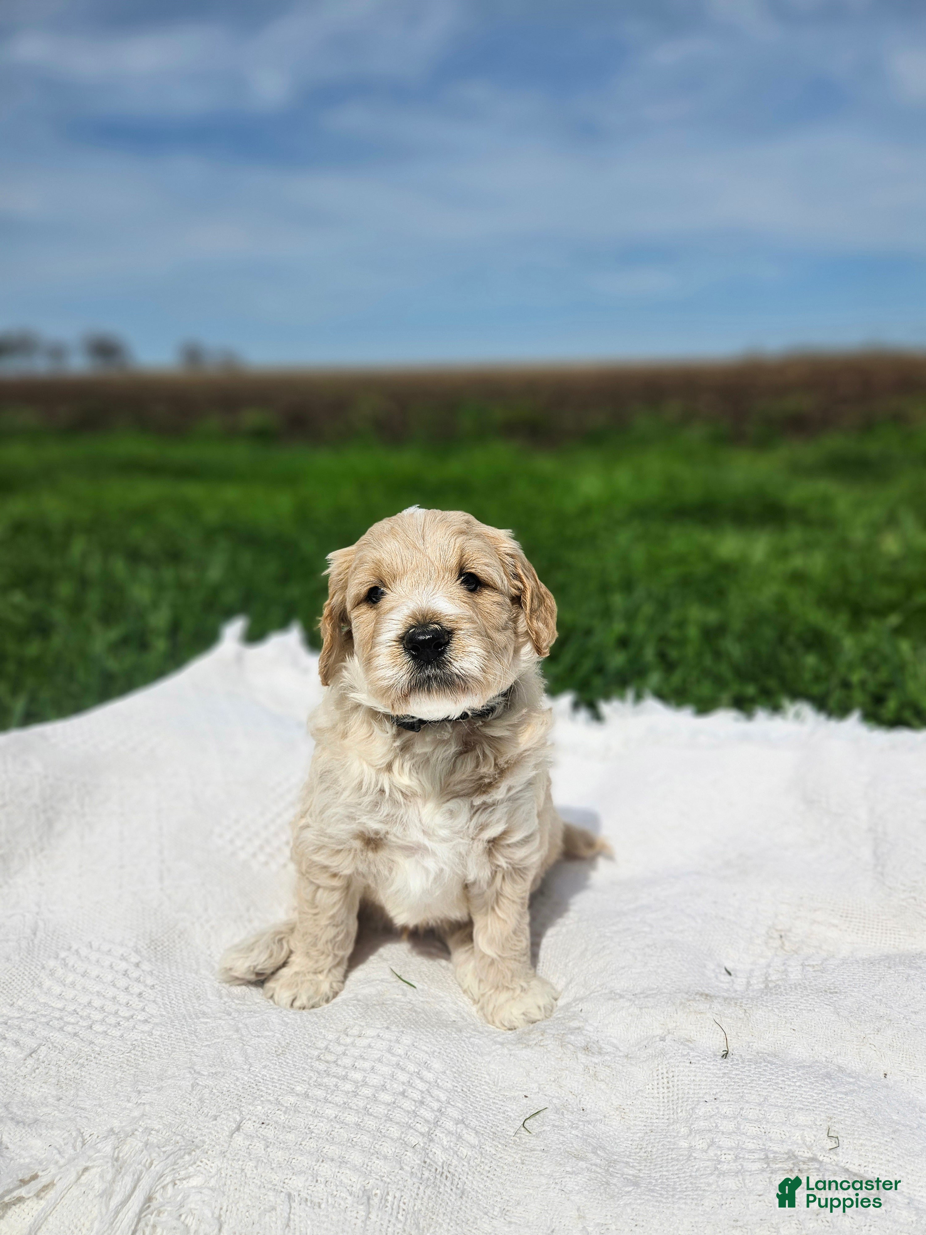 Mini Goldendoodle dogs Tanner - Ad 1