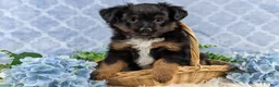 Toy Australian Shepherd dogs for sale: Bronson - Ad 10