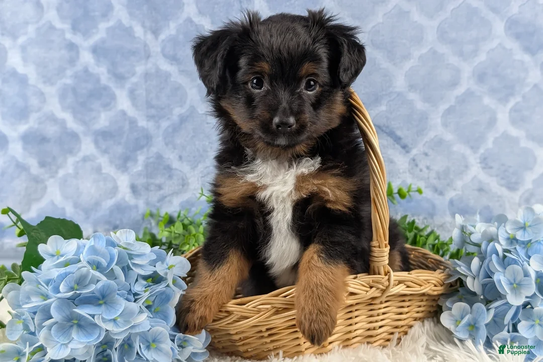 Toy Australian Shepherd dogs for sale: Bronson - Ad 10