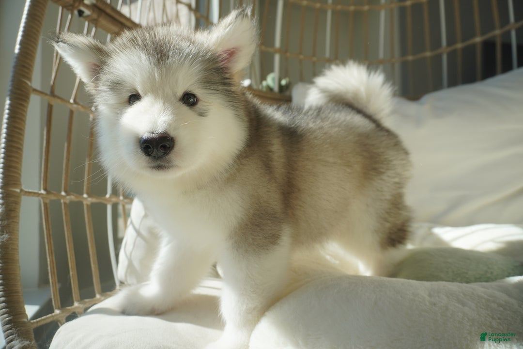 Alaskan Malamute dogs for sale: Xiao Lv - Ad 4