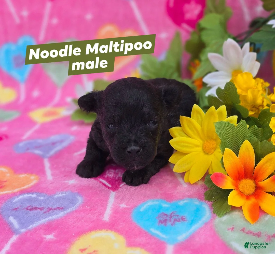 Mixed Breed dogs for sale: Noodle - Ad 1