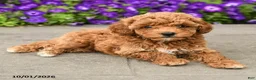 Mini Goldendoodle dogs for sale: Sadie - Ad 4