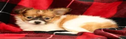 Papillon dogs for sale: Mandy - Ad 8