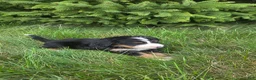 Bernedoodle dogs for sale: Bernedoodle orange - Ad 4