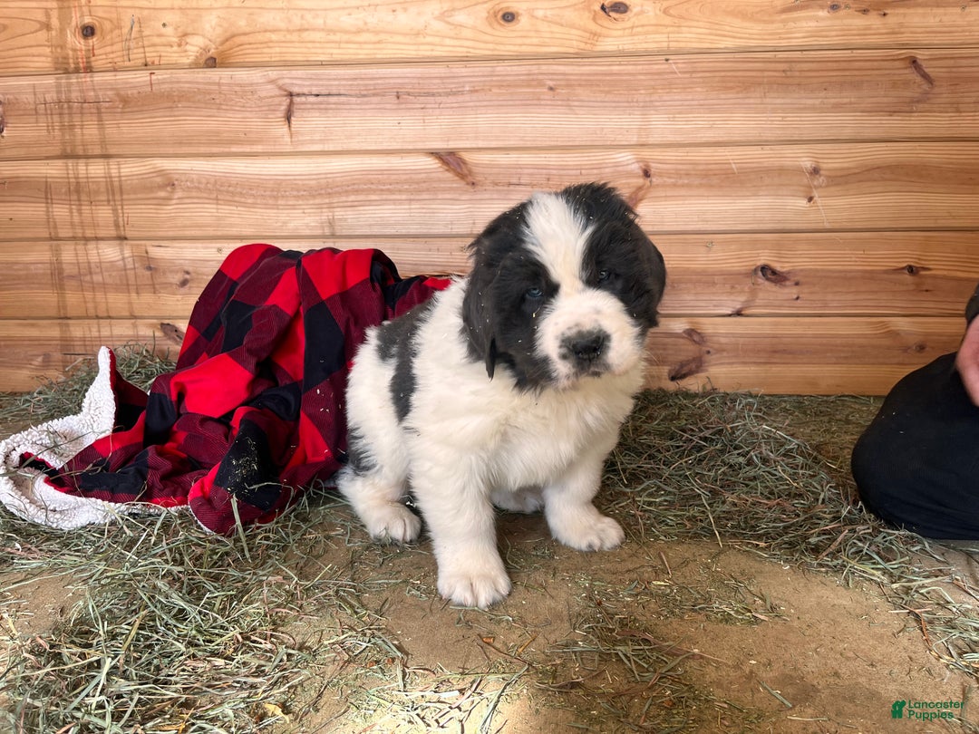 Newfoundland dogs for sale: Nero❤️🐾AKC Registered🐾❤️Call 223-346-6851 - Ad 3