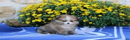 Pomeranian dogs for sale: Fiona - Ad 3