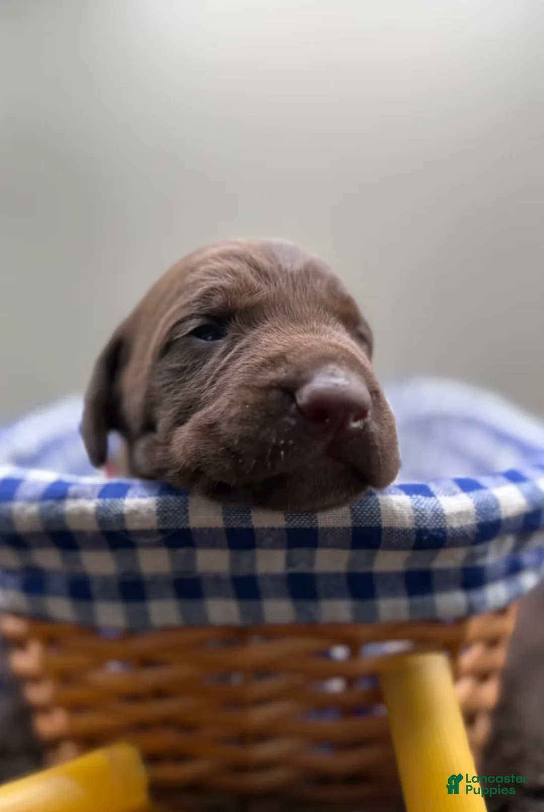 German Shorthaired Pointer dogs for sale: Winchester - Ad 2