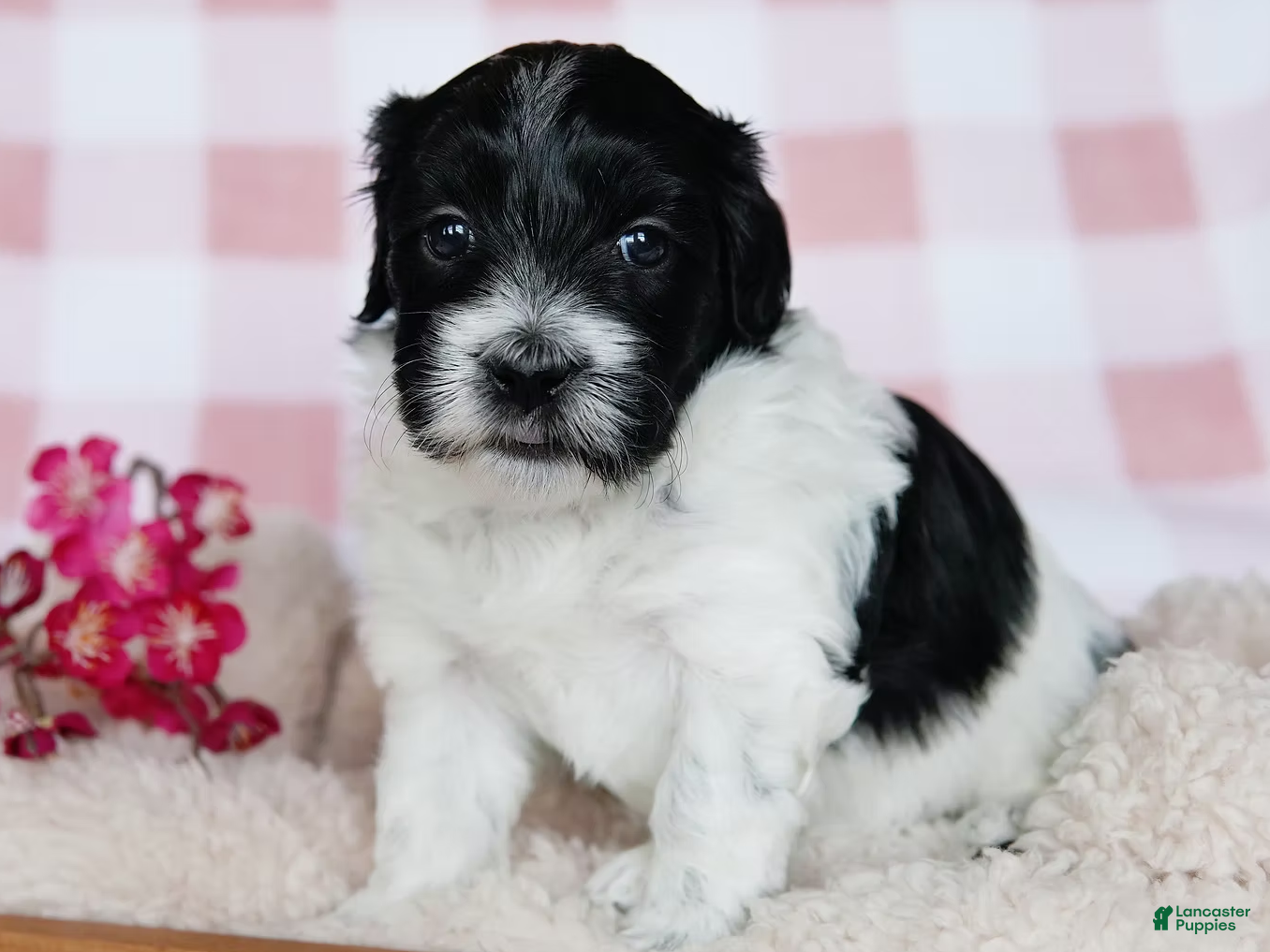 Coton De Tulear dogs Besty - Ad 1