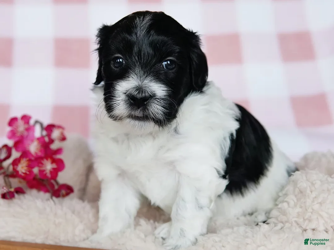 Coton De Tulear dogs for sale: Besty - Ad 1
