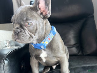 French Bulldog dogs French Bulldog Puppy 1 - Ad 39