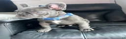 French Bulldog dogs for sale: French Bulldog Puppy 1 - Ad 6